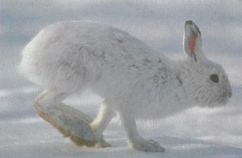 Заяц-беляк зимой!